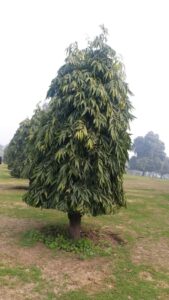 Ashoka tree