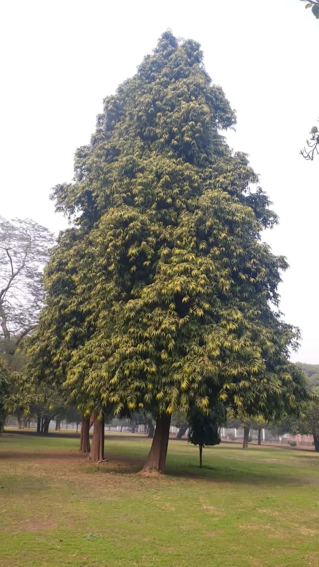 Ashoka tree