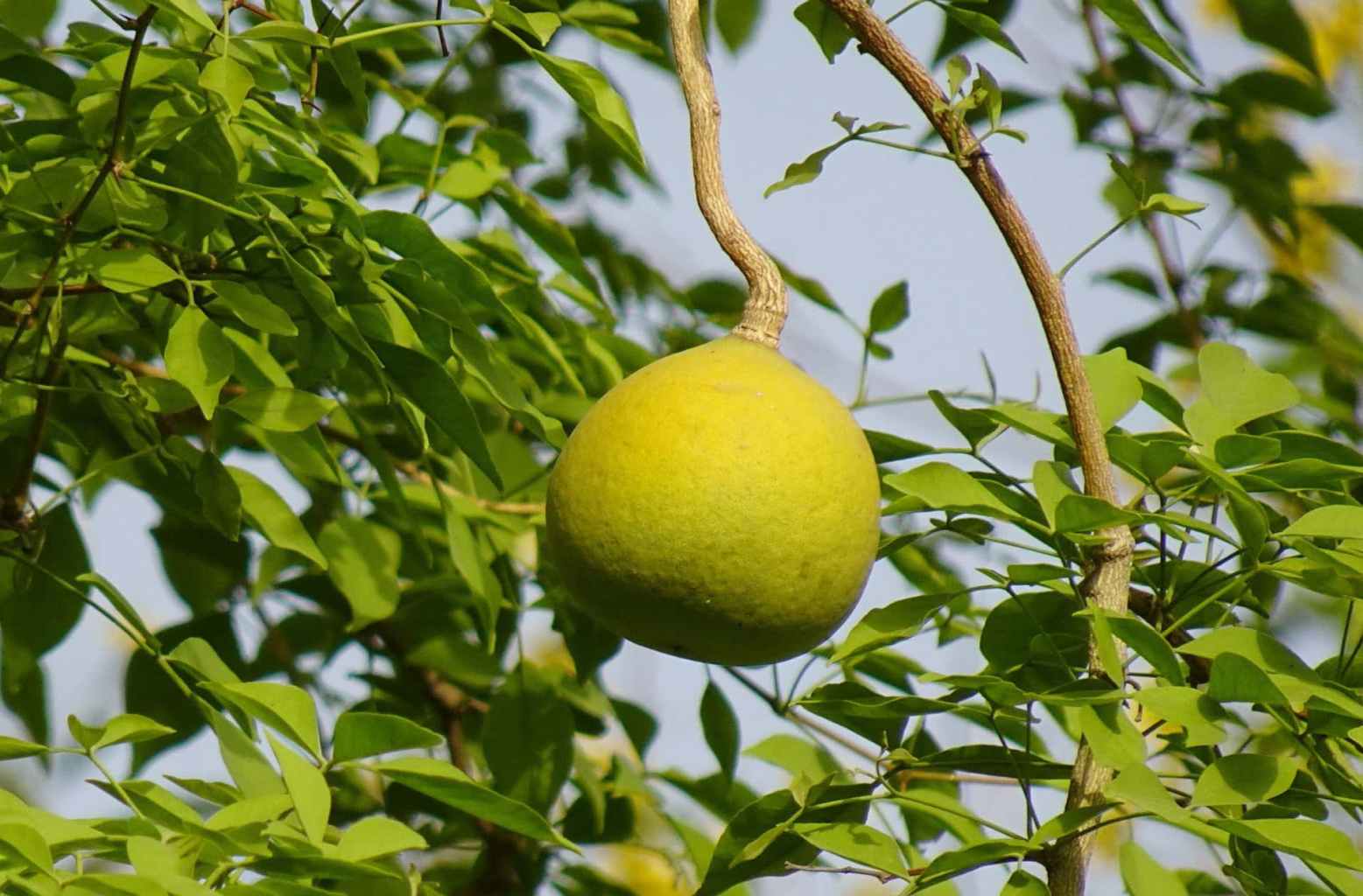 BAEL TREE