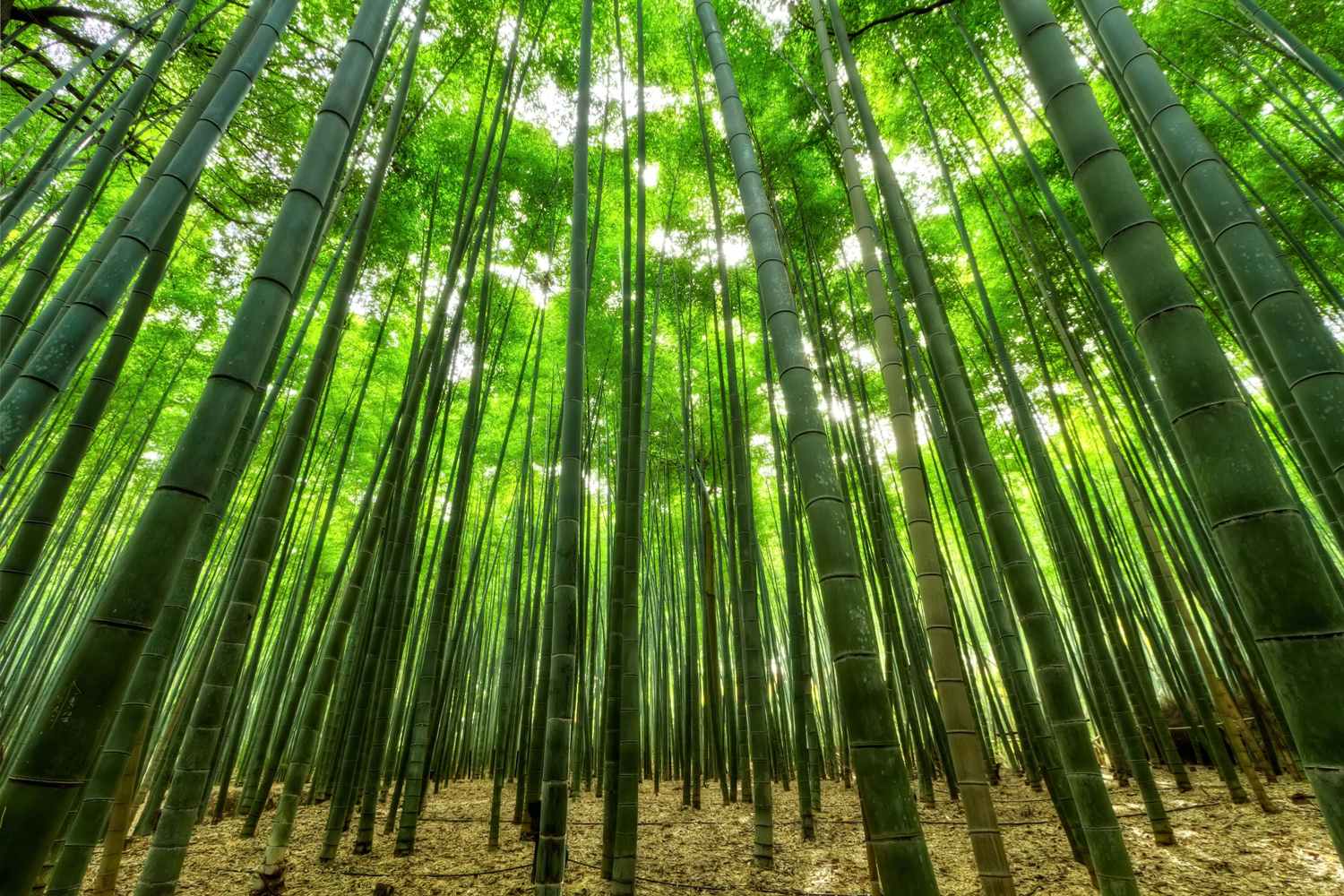 BAMBOO TREE
