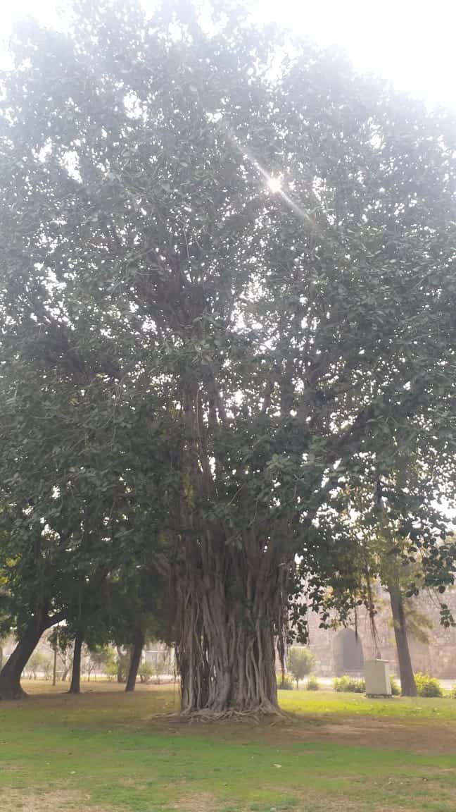 BANYAN TREE