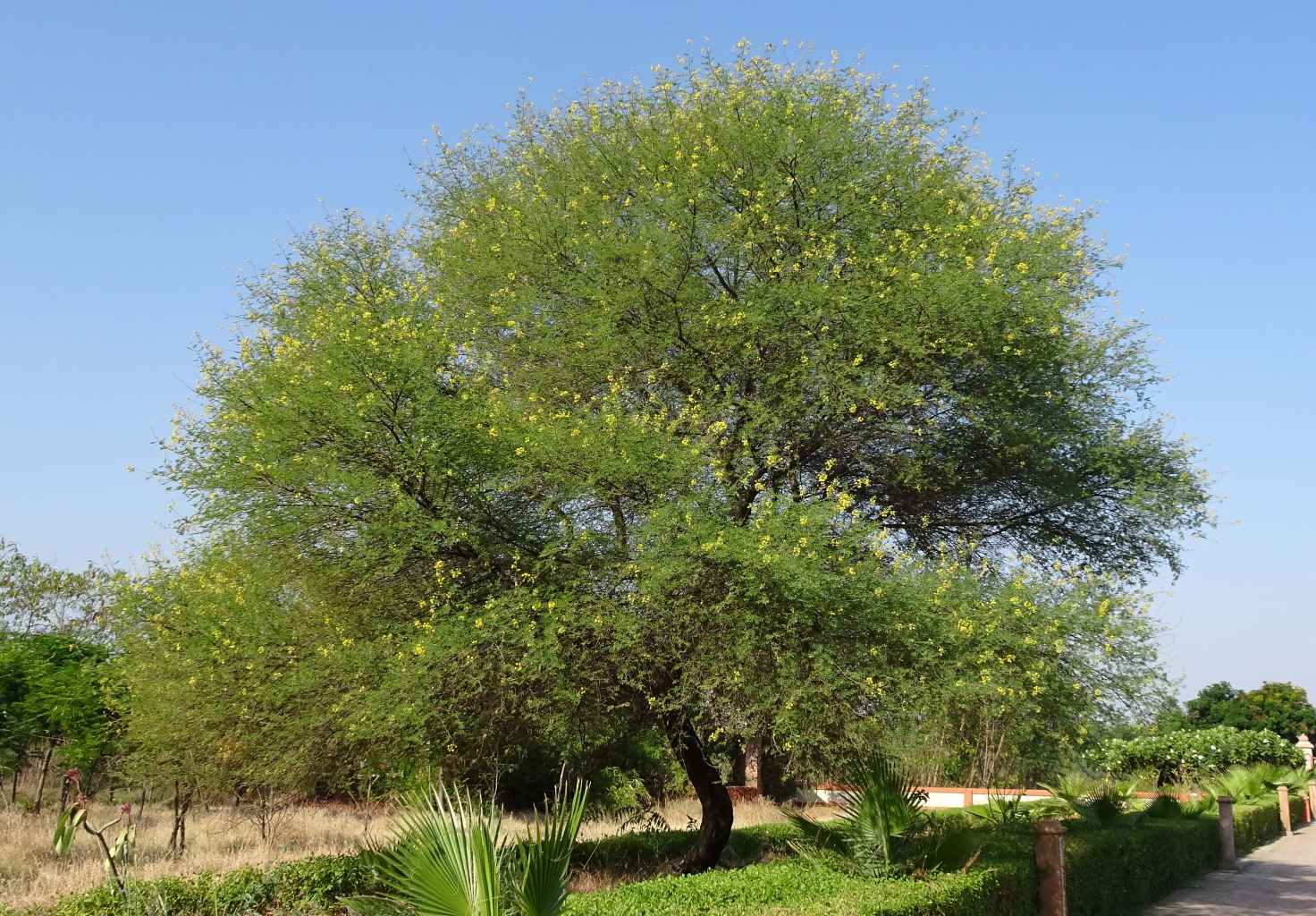 BABUL TREE