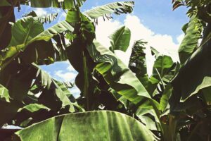 BANANA TREE
