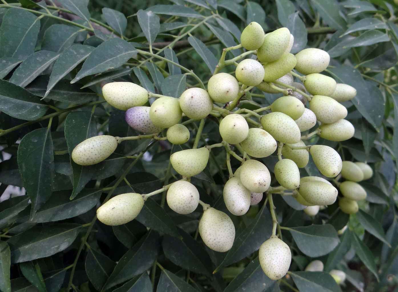 CURRY TREE