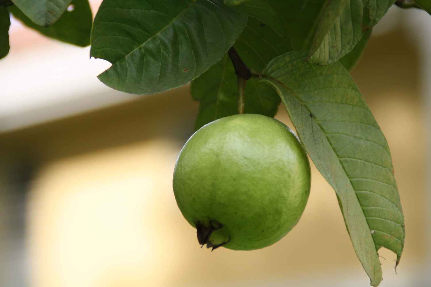 GUAVA
