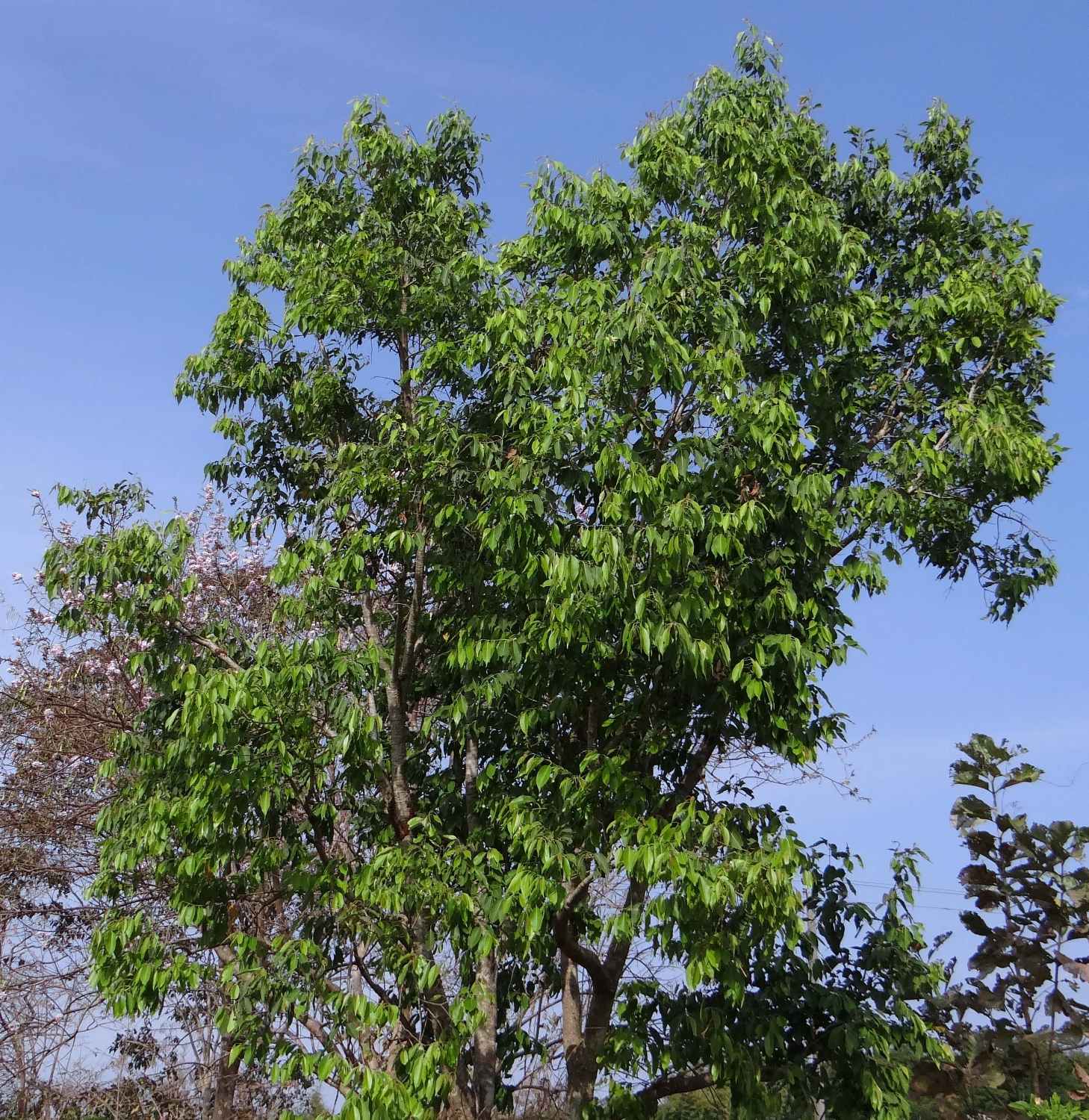 JAMUN TREE