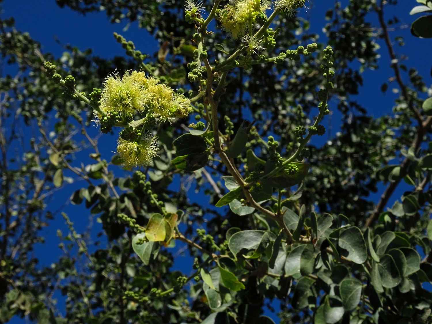 Ganga Tamarind (Jungle Jalebi)