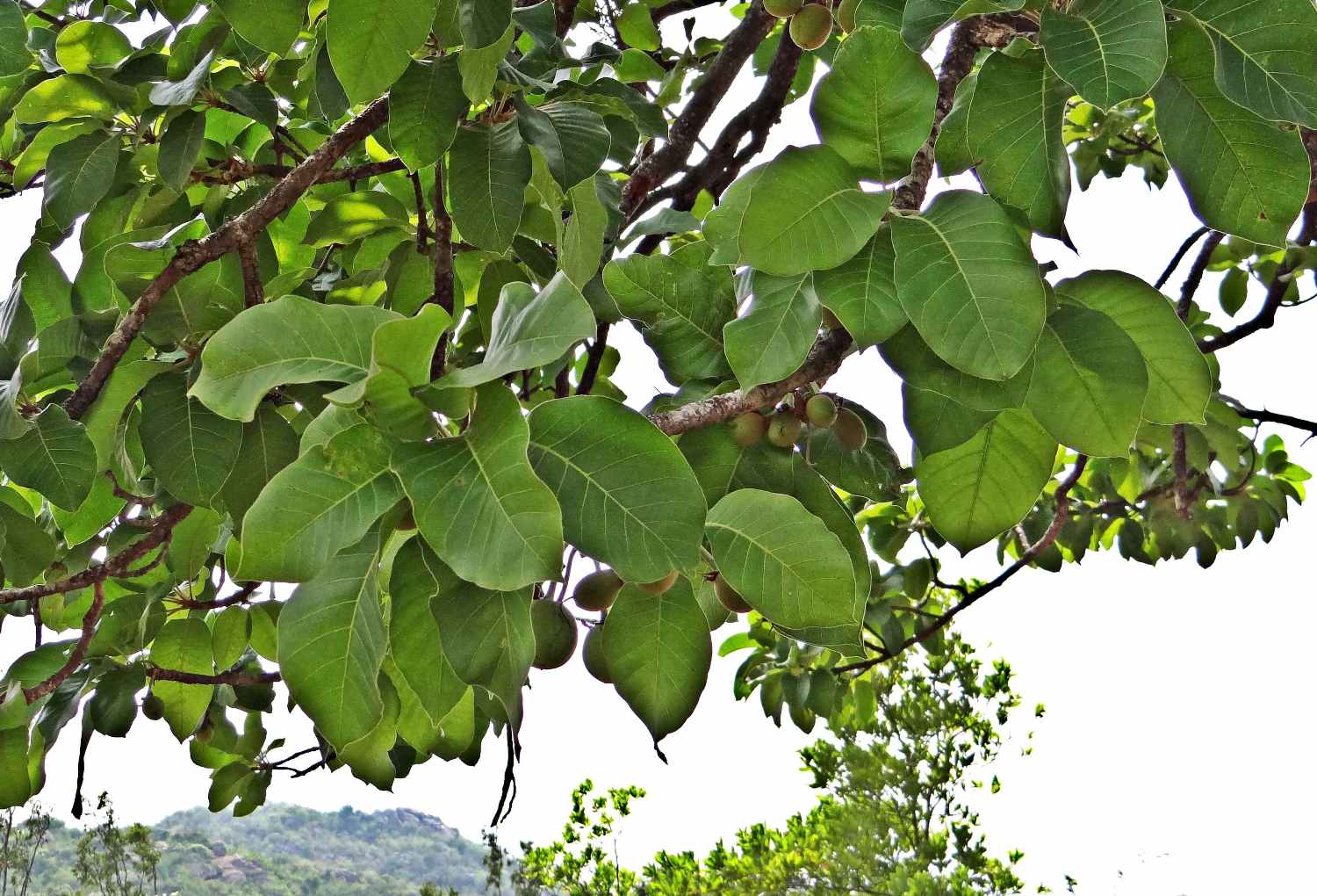 Mahua tree