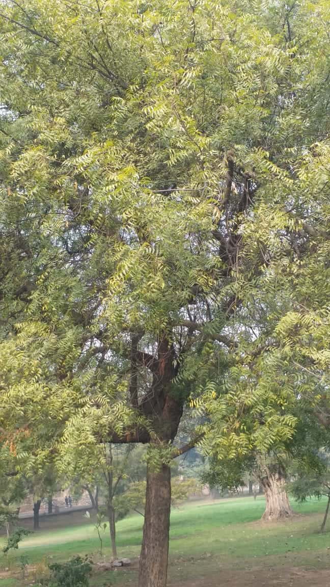 NEEM-TREE