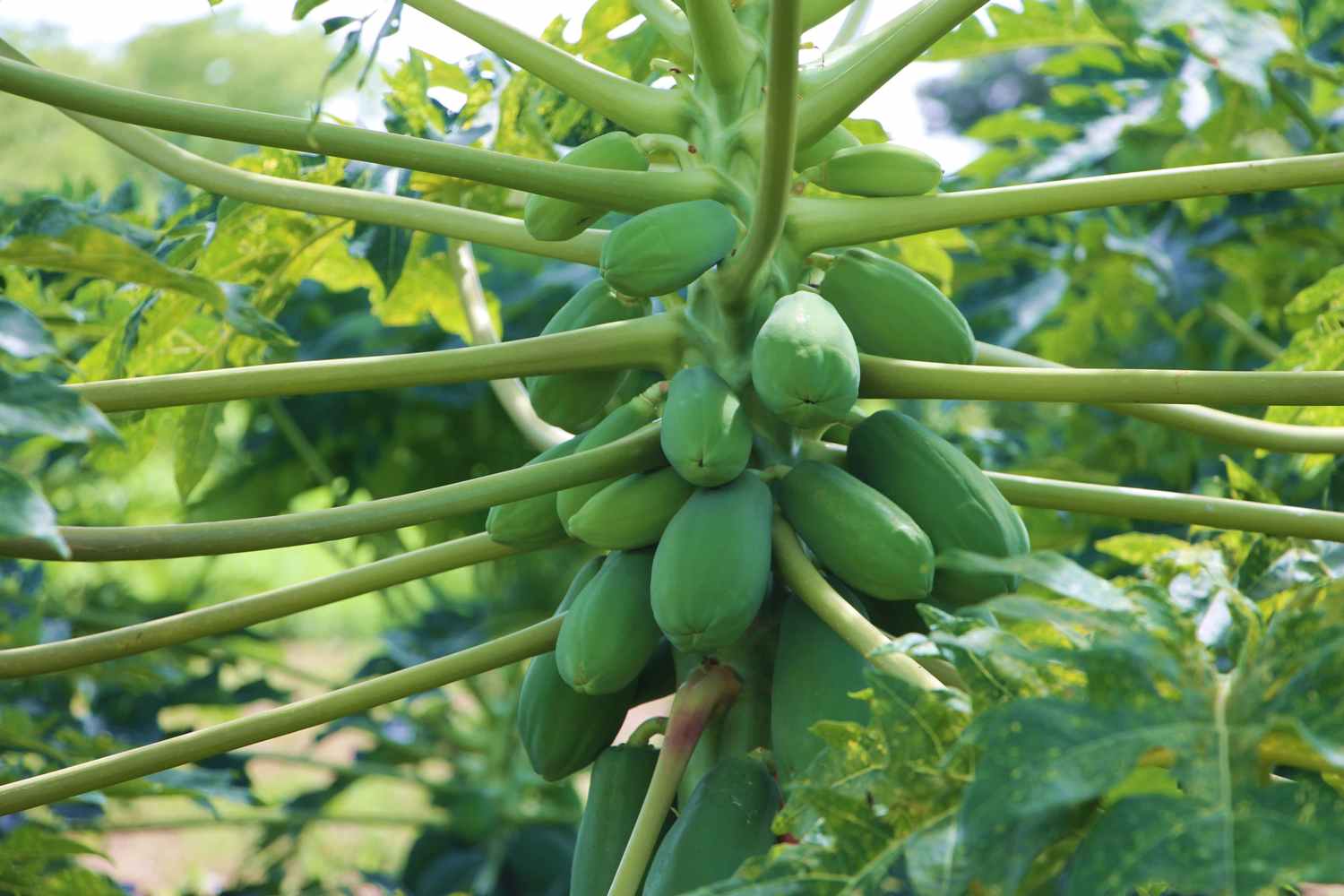 ADVANTAGES AND DISADVANTAGES OF PAPAYA