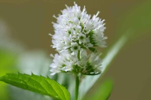 PUDINA FLOWER