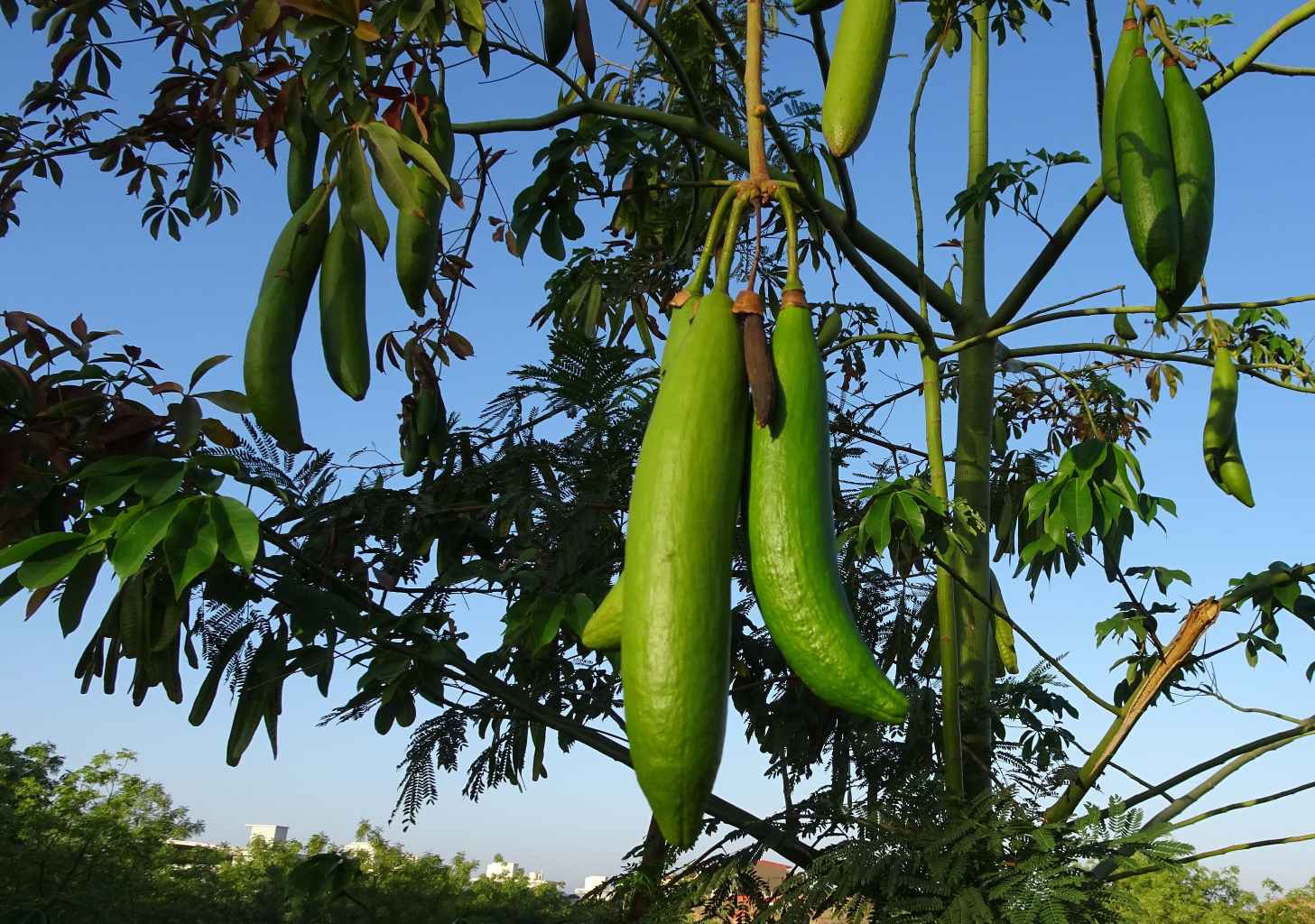 Silk Cotton Tree (Semal tree)