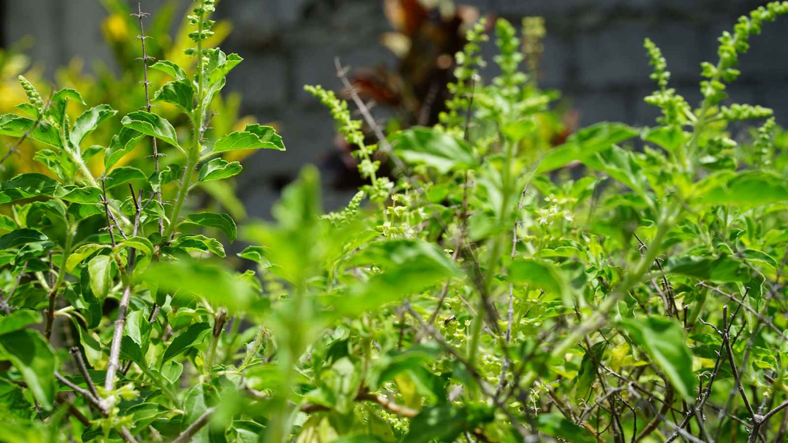 TULSI PLANT