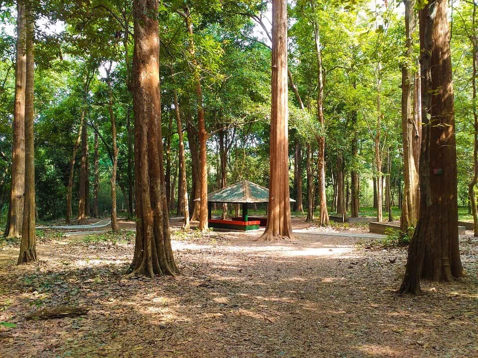 Teak tree (Sagwan)
