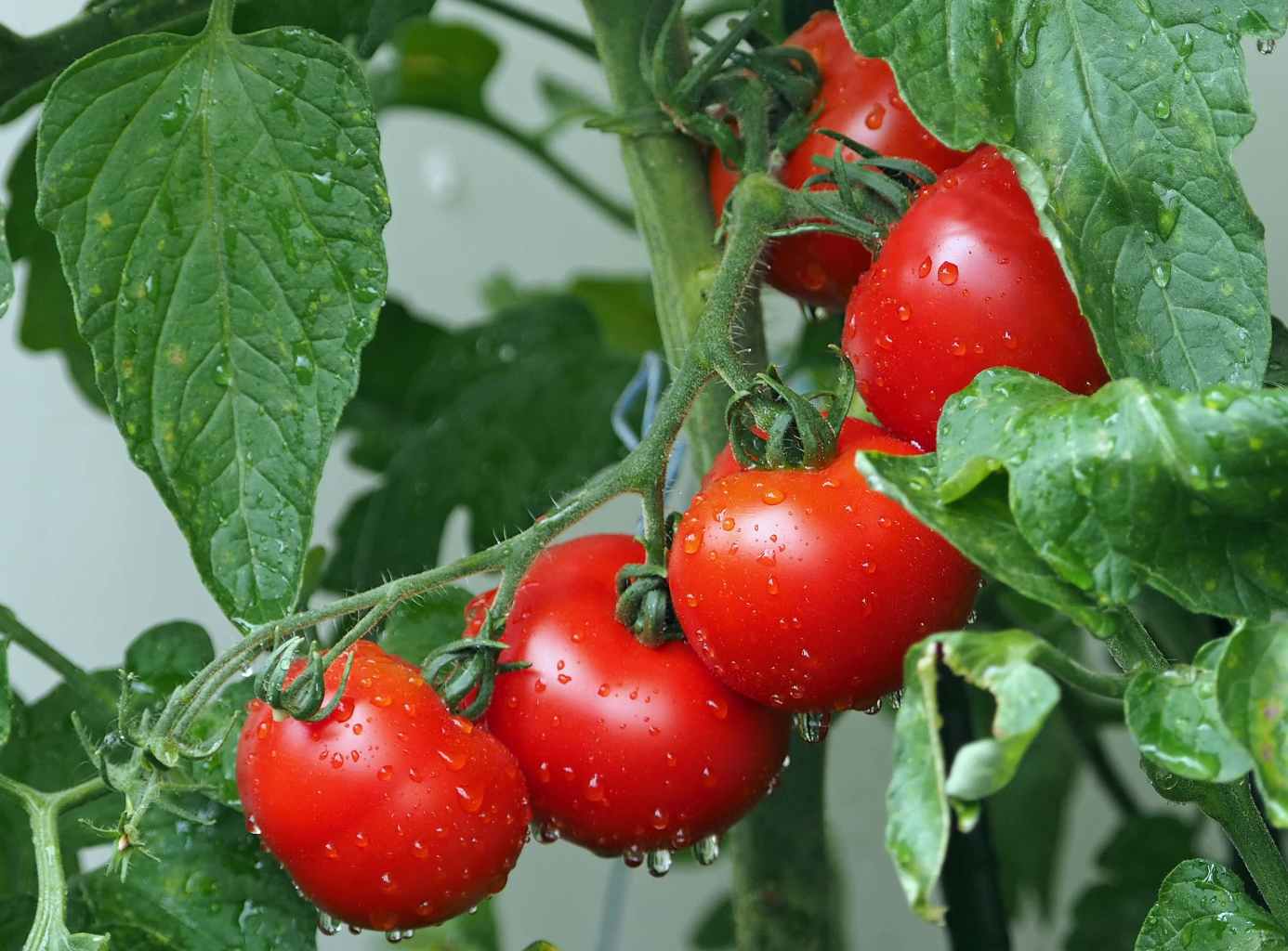 ADVANTAGES AND DISADVANTAGES OF TOMATO