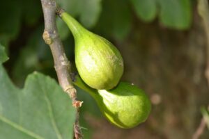 anjeer fruit