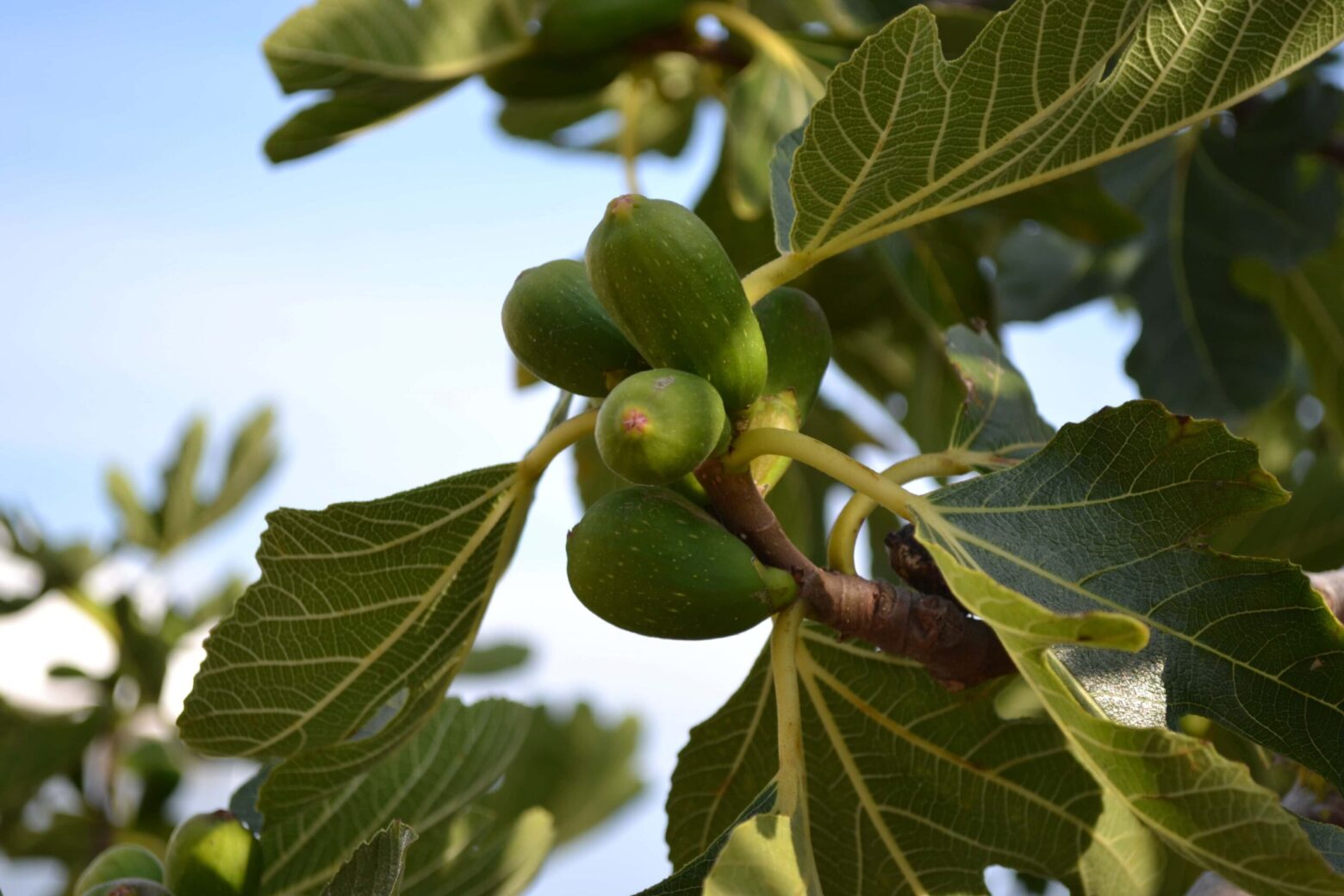 Anjeer Tree (Common fig)