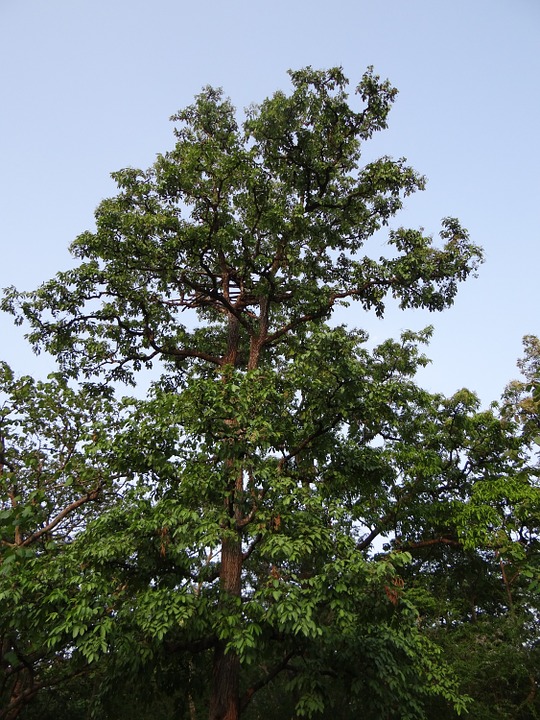 Arjuna tree