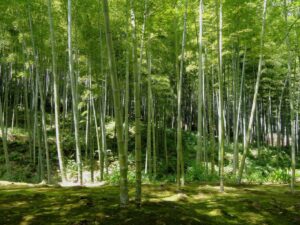 bamboo-tree