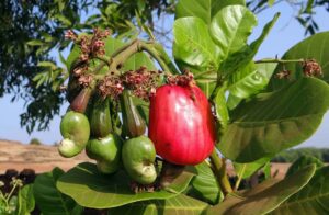 cashew fruits