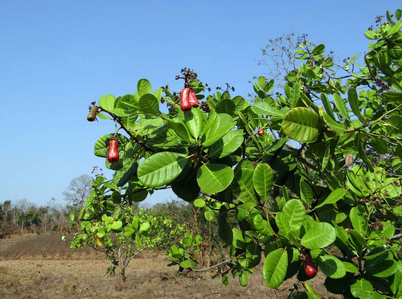 CASHEW TREE