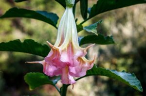 datura flower