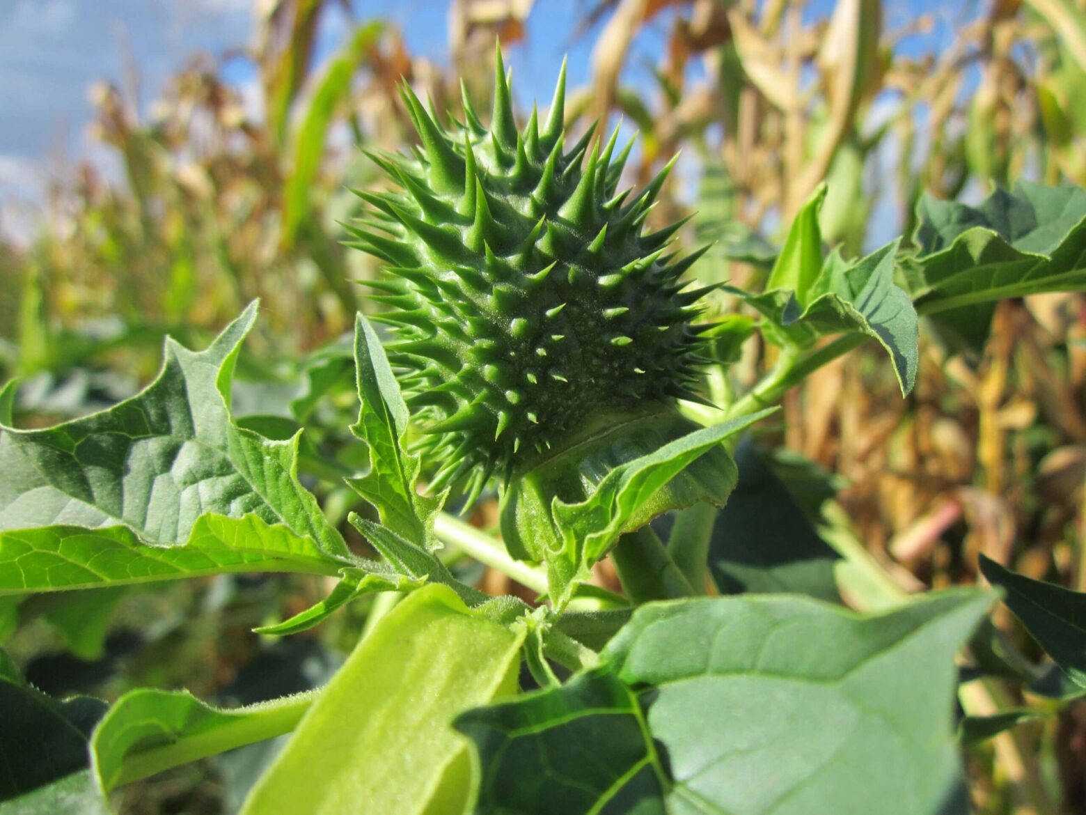 DATURA PLANT
