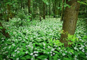 garlic plant