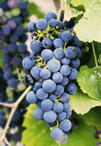 Advantages and disadvantages of grape