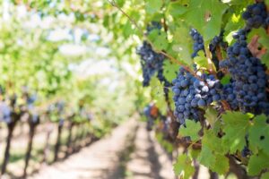 Advantages and disadvantages of grape