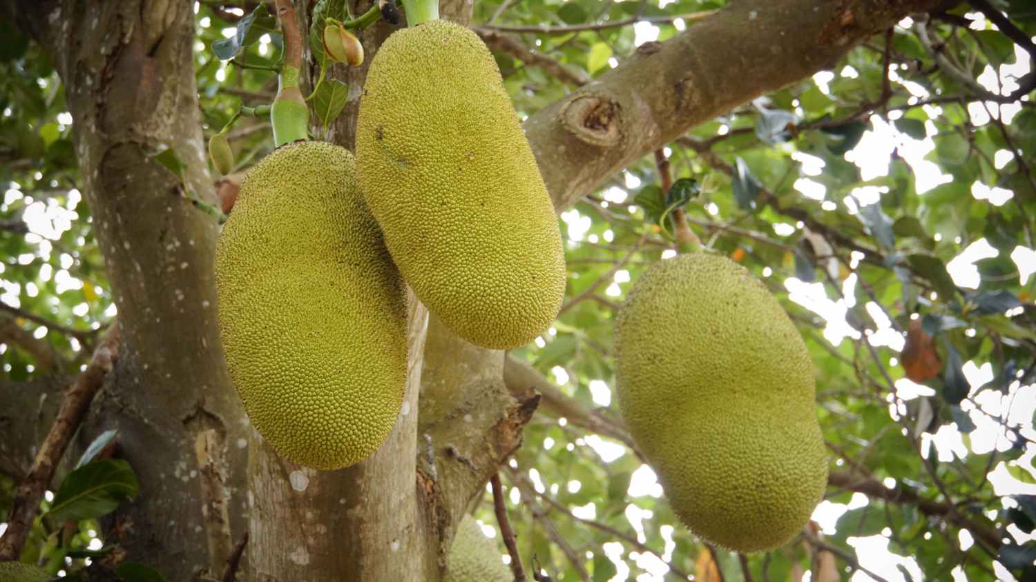 jackfruit tree
