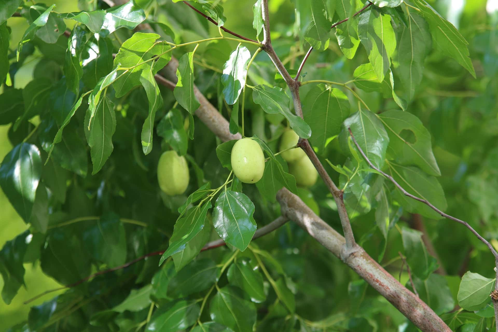 JUJUBE TREE(BER)
