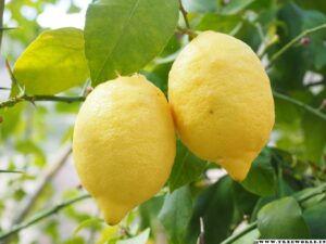 lemon