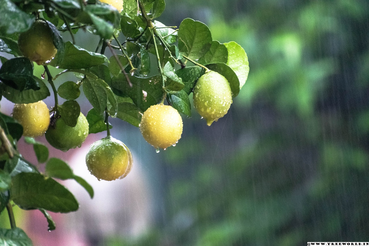 lemon tree