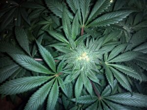 Advantages and Disadvantages of marijuana
