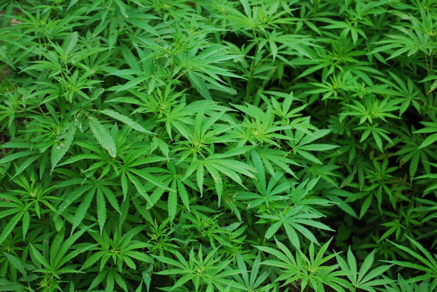 Advantages and Disadvantages of marijuana