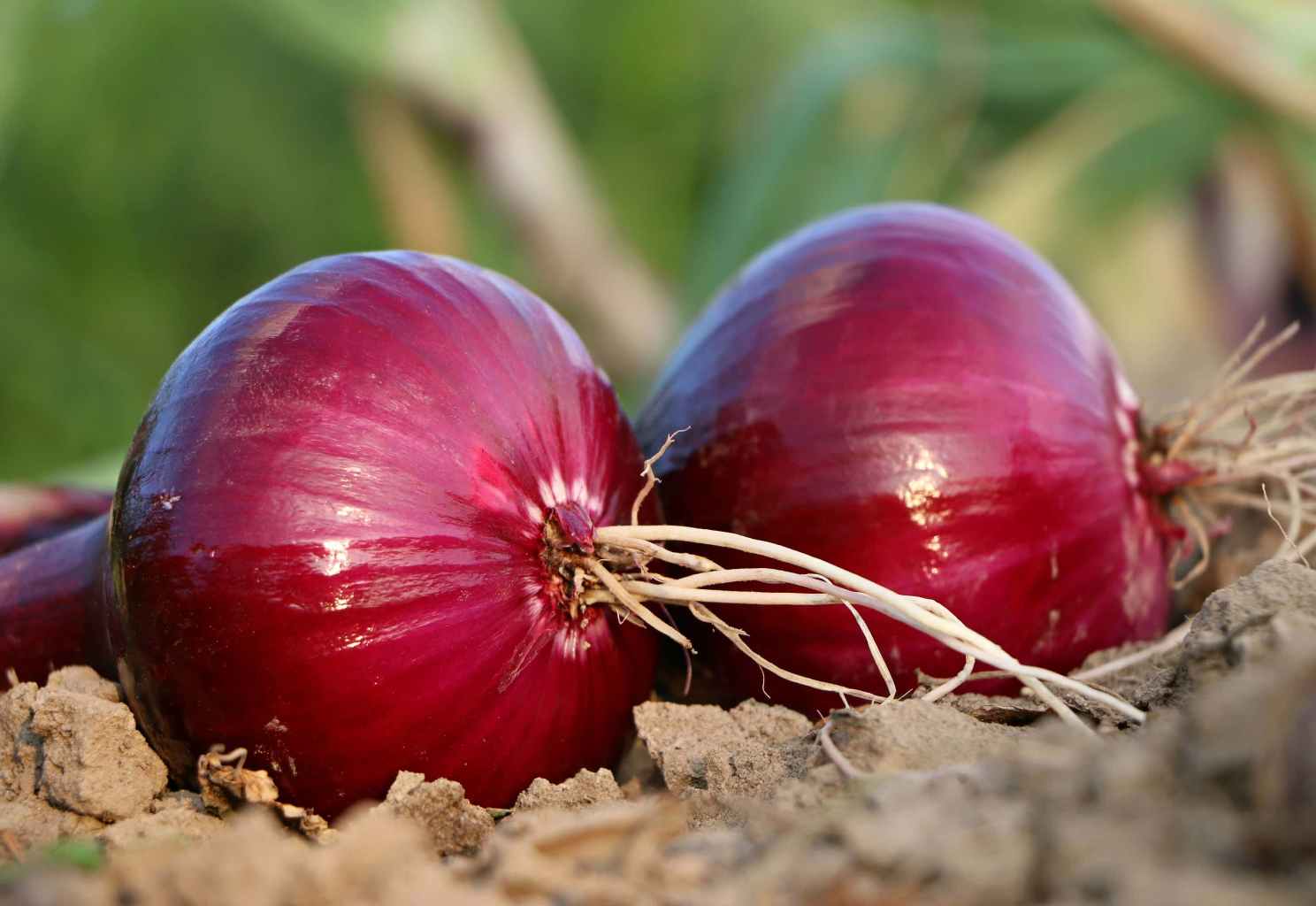 ADVANTAGES AND DISADVANTAGES OF ONION