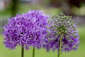 onions flower