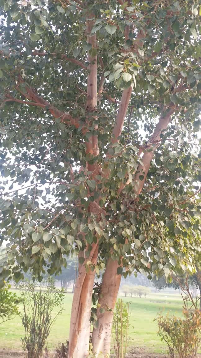 peepal tree