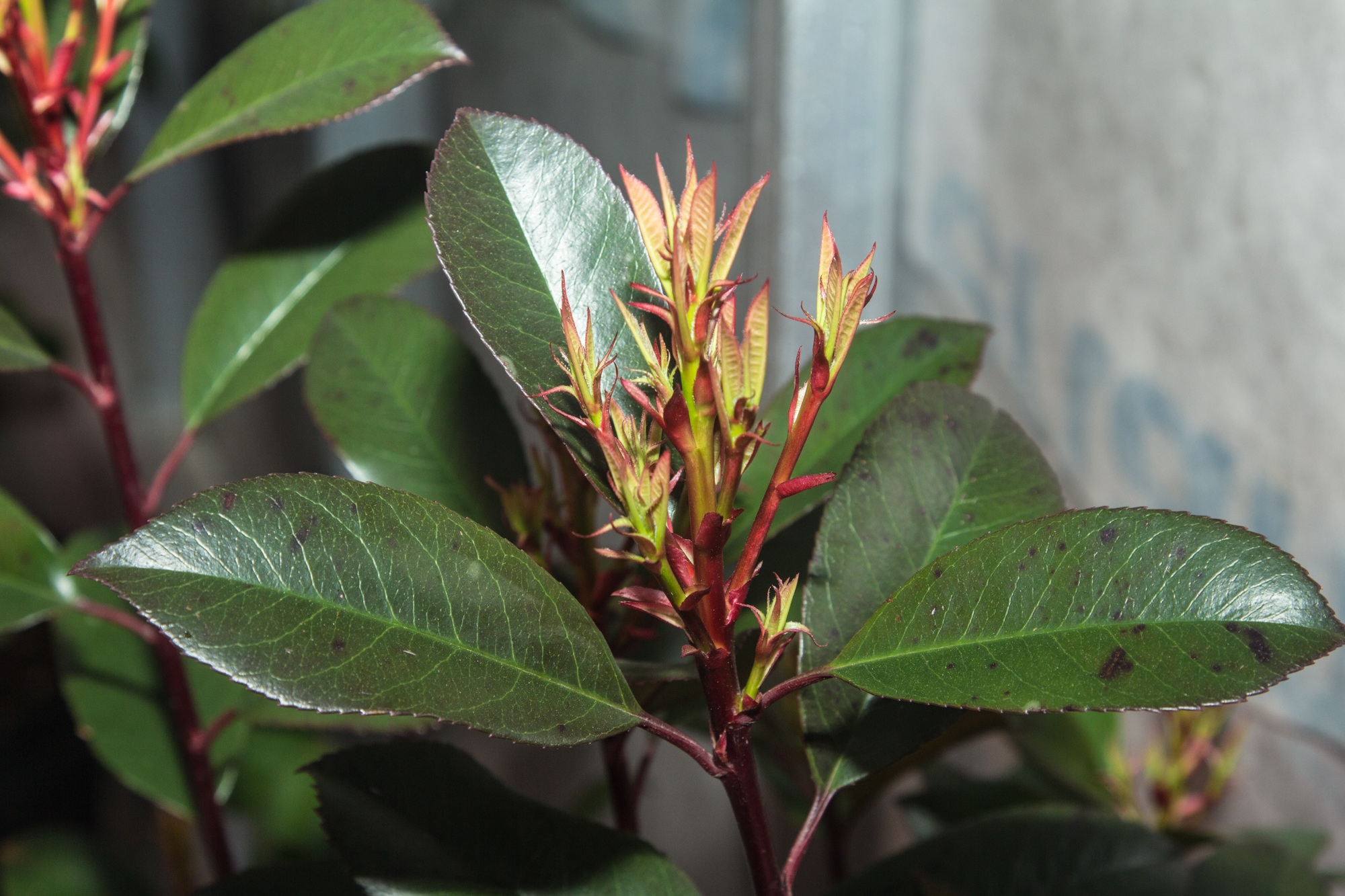 rubber plant
