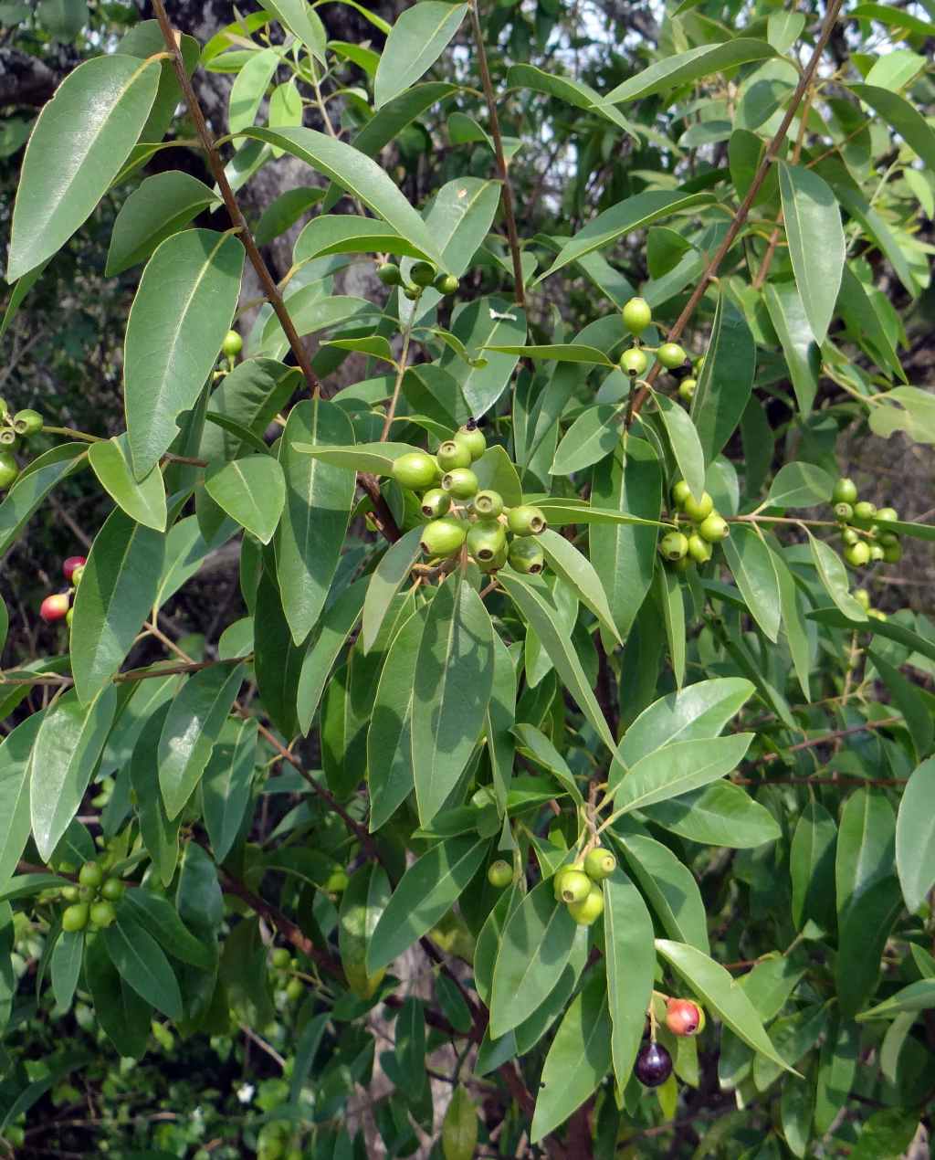 SANDALWOOD TREE